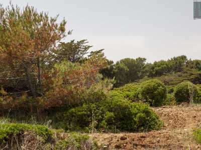 La spiaggia � immersa nel verde: addirittura sul versante est si staglia un vero e proprio boschetto di macchia mediterranea, che regala una zona d�ombra ai bagnanti, donando al paesaggio un aspetto bucolico e rilassante